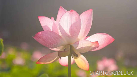 What Does the Lotus Flower Mean? Unveiling Its Deep Symbolism