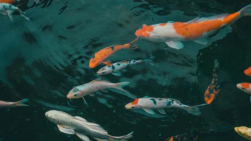 What Does a Koi Fish Symbolize? Cultural & Spiritual Meanings