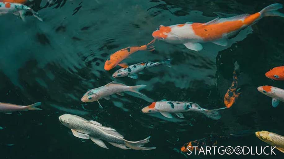 What Does a Koi Fish Symbolize? Cultural & Spiritual Meanings