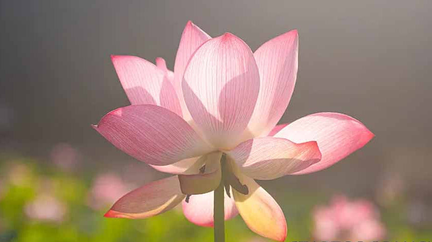 What Does the Lotus Flower Mean? Unveiling Its Deep Symbolism